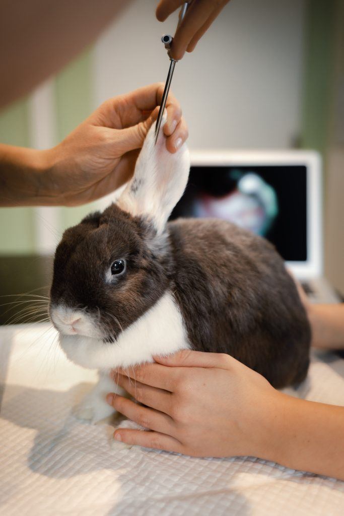 auscultations des oreilles d’un lapin