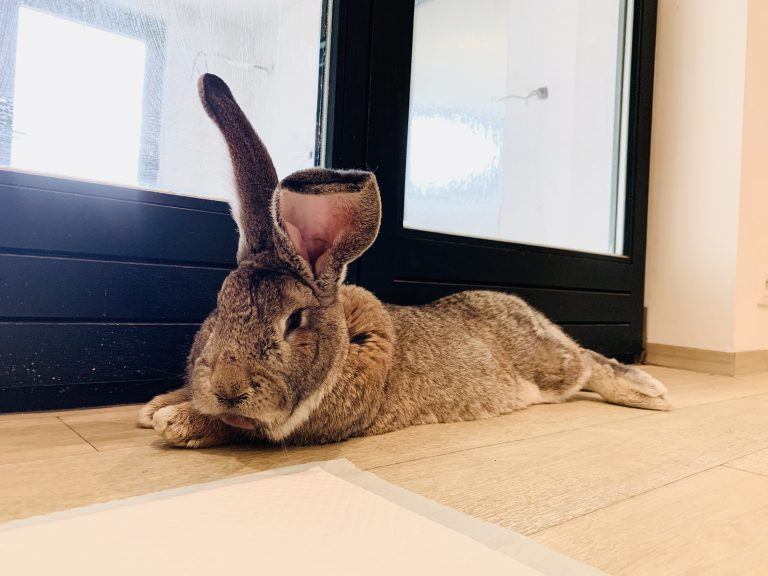 un lapin confortable qui est détendu